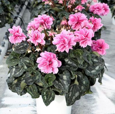 八重咲きが特徴のチモシリーズ。同じ品種でも特徴が全く異なる