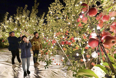 ライトアップで幻想的な景色が広がる「夜の果樹園」＝２３日午後、福島市