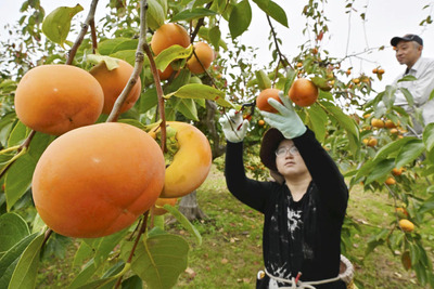 収穫作業が行われている会津身不知柿＝会津若松市門田町御山