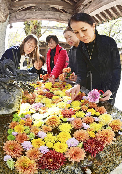手水に色鮮やかな菊の花を浮かべる女性会のメンバー=28日午前、二本松市・二本松神社
