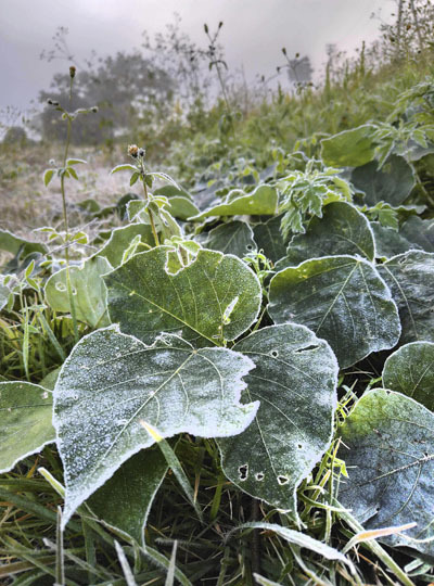 河川敷の草地を白く覆った霜＝３０日午前６時１５分ごろ、福島市北原