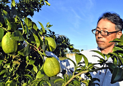 収穫間近のレモンを手入れする遠藤さん＝富岡町上手岡
