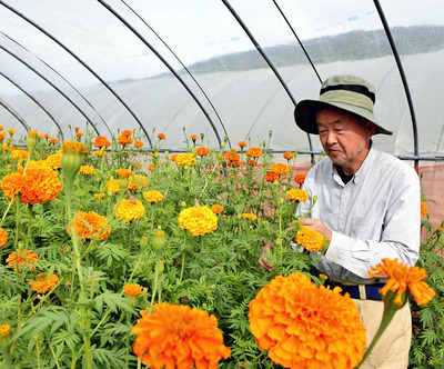 さまざまな品種を栽培する中、マリーゴールドも切り花にして出荷している。土地に適した草花を小面積で気軽に栽培できるよう工夫を重ねていきたい