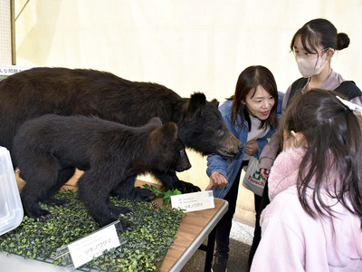 クマの剥製を展示し、来場者に注意を呼びかけたブース＝いわき市