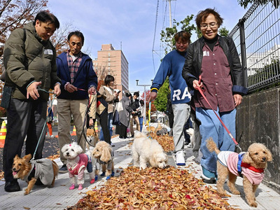 愛犬と共に秋風を感じながら市街地を歩く参加者＝福島市