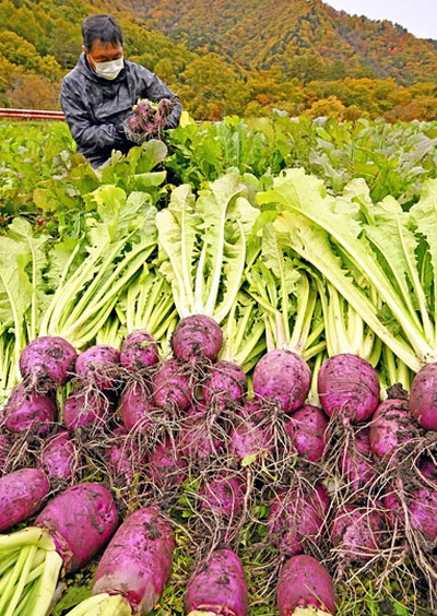 収穫作業の最盛期を迎え、畑で引き抜かれた赤カブ＝南会津町