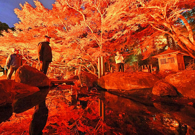 ライトアップされた宝蔵寺の紅葉＝２１日、南相馬市鹿島区