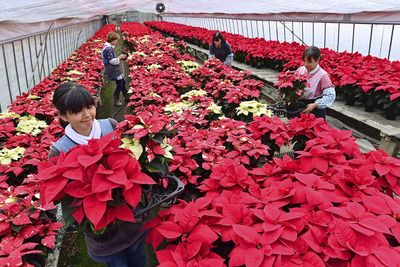 出荷の最盛期を迎えた色鮮やかなポインセチア＝矢祭町・ふるいち園芸