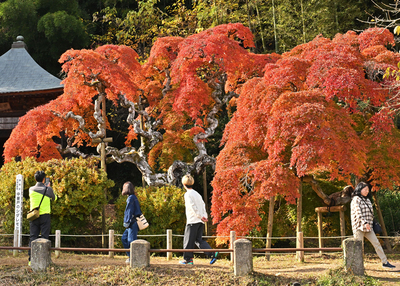 見頃を迎え、赤く色づく中釜戸のシダレモミジ＝２４日午前、いわき市渡辺町