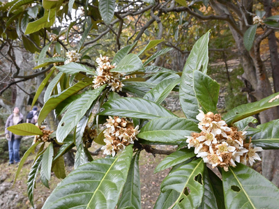 寒空の下、身を寄せ合うように咲くビワの花＝福島市・信夫山の小金山公園