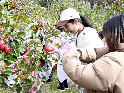 リンゴ狩りを体験する留学生たち