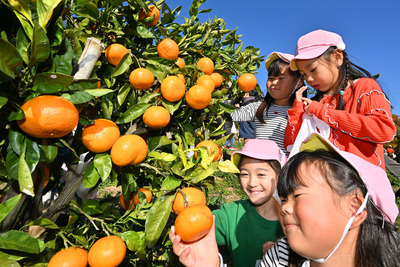 大きく実ったミカンを収穫する園児たち＝１日午前、広野町