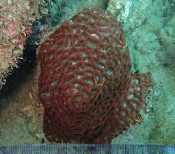 　宮崎大などの研究グループが宮崎県日南市沖の海底で発見した新種の造礁サンゴ「ヘンゲカメノコキクメイシ」（深見裕伸教授提供）