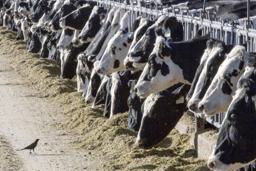 　２０１７年３月、米ニューメキシコ州の農場で給餌される乳牛（ＡＰ＝共同）