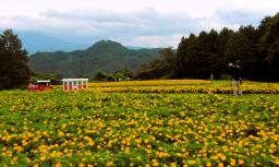 　「とっとり花回廊」で見頃を迎えているマリーゴールド＝１０日、鳥取県南部町