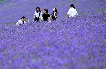 　見頃を迎え、丘一面が鮮やかな紫色に染まったラベンダー畑を楽しむ観光客＝２０日午前、北海道中富良野町の観光農園「ファーム富田」