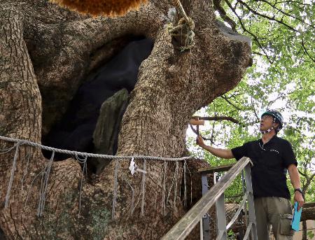 　「被爆クスノキ」を木づちでたたき点検する樹木医の久保田健一さん＝２２日午前、長崎市の山王神社