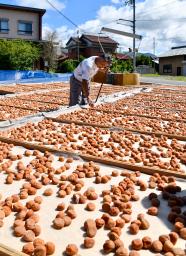 　塩漬けされていた「南高梅」の天日干し作業＝２３日午前、和歌山県田辺市