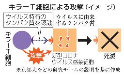 　キラーＴ細胞による攻撃（イメージ）