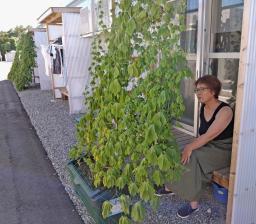 　ゴーヤーのつるや葉で日を遮る「緑のカーテン」で暑さをしのぐ仮設住宅の入居者＝２日、石川県穴水町