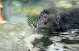 　「おさるのプール」で泳ぐニホンザル＝７月、大分市の高崎山自然動物園