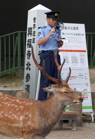 　シカを蹴らないよう拡声器で呼びかける奈良県警の警察官＝７月、奈良市