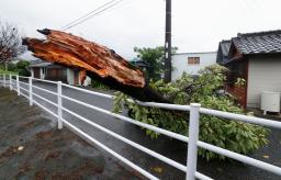 　台風１０号の影響で折れ、道をふさぐ樹木＝３０日午前８時４１分、熊本県八代市