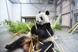 　東京・上野動物園のジャイアントパンダの雌シンシン＝１９日（東京動物園協会提供）