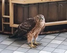 　さいたま市のＪＲ大宮駅近くの繁華街に現れた大型の鳥＝７日午後（通行人提供）