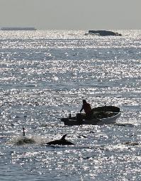 　ハナゴンドウの群れを入り江に追い込む船＝８日午前、和歌山県太地町