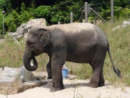 　死んだ雌のアジアゾウ＝福岡市動物園（同市提供）