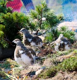 　放鳥されたニホンライチョウのひな＝２３日、長野県の中央アルプスの駒ケ岳山頂付近（環境省提供）