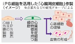 　ｉＰＳ細胞を活用した「心臓周皮細胞」作製（イメージ）