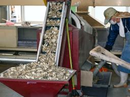 　名産品「鳥取砂丘らっきょう」の出荷作業＝２６日、鳥取市