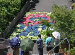 　京都府宇治市の三室戸寺に登場した、大阪・関西万博の公式キャラクター「ミャクミャク」を表現したアジサイアート＝２８日午前