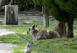 　名古屋市名東区の公園で確認されたニホンカモシカ＝２日午後