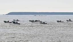 　北方領土の貝殻島周辺でコンブ漁が始まり、一斉に出漁する漁船＝３日午前、北海道根室市