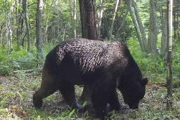 　北海道標茶町で撮影されたヒグマＯＳＯ１８＝２０２３年６月（同町提供）