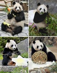 　（左上から時計回りに）ジャイアントパンダの「良浜」、「結浜」、「彩浜」、「楓浜」＝和歌山県白浜町のアドベンチャーワールド