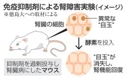 　免疫抑制剤による腎障害実験（イメージ）
