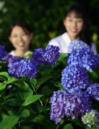 　ライトアップの試験点灯で、照らし出された三室戸寺のアジサイ＝６日夕、京都府宇治市