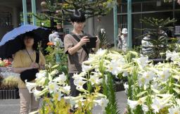 　「とっとり花回廊」で見頃を迎えたユリを楽しむ来場者＝７日午前、鳥取県南部町