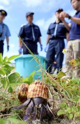 　鹿児島県奄美市の海岸で放たれたオカヤドカリ＝１２日午後