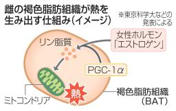 　雌の褐色脂肪組織が熱を生み出す仕組み（イメージ）