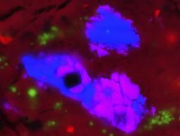 　「はやぶさ２」が小惑星リュウグウから採取した砂から発見された、太陽系誕生直後に形成された岩石（川崎教行・北海道大准教授提供）