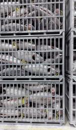 　冷凍倉庫で保管されているマグロ＝６月、静岡県焼津市（シズオカコールドストレージ提供）