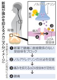 　新薬が痛みを抑えるメカニズム（イメージ）