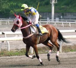 　ハルウララ＝２００４年５月、高知競馬場