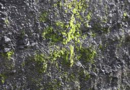 　小笠原諸島・西之島で確認されたコケ植物の一種（自然環境研究センターの森英章上席研究員提供）