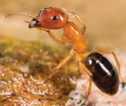 　フィジー諸島固有のアリの一種（チームのＥｌｉ　Ｓａｒｎａｔ氏撮影）